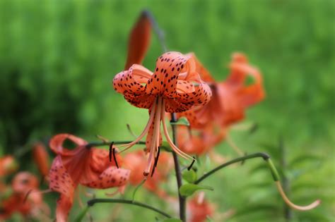 Tiger Lily Orange Free Photo On Pixabay Pixabay