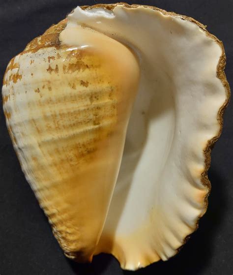 Lobatus Galeatus F Marcus Seashells Flickr