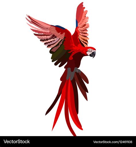 Colorful red flying parrot Royalty Free Vector Image