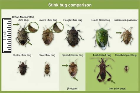 Extensive Research Devoted To Understanding Brown Marmorated Stink Bug's Behavior | Wisconsin ...