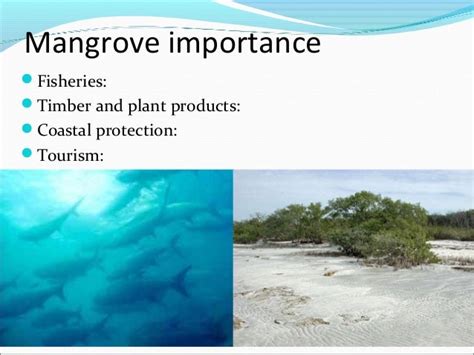 Mangroves and coral reefs