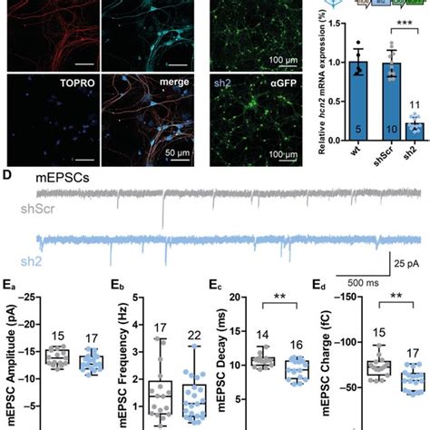 RNAi Mediated Knock Down Of Hcn2 Transcripts Altered Dendritic