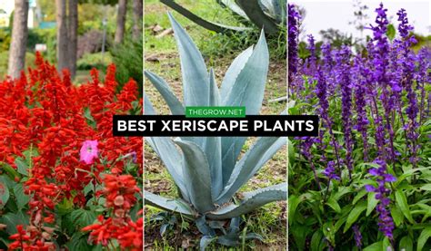 21 Best Xeriscape Plants For Low Water Gardens Thegrow