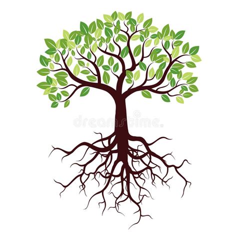 Baum Mit Wurzeln Und Blättern Stock Abbildung Illustration von