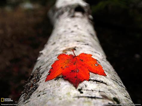 Fondos De Pantalla Hojas Naturaleza Rojo Nieve Invierno Rama