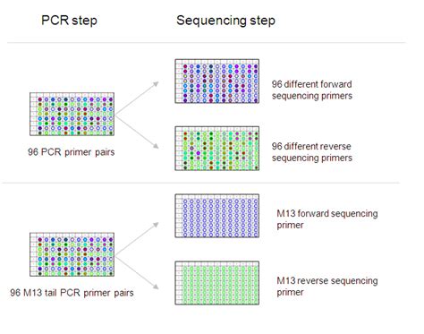 Pcr For Sanger Sequencing Thermo Fisher Scientific Id