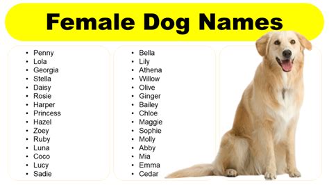 Female Dog Names in English: Unique, Strong, Stylish, Fancy - GrammarVocab