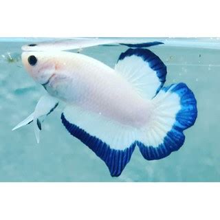 Jual Ikan Cupang Ons Betafish Shopee Indonesia