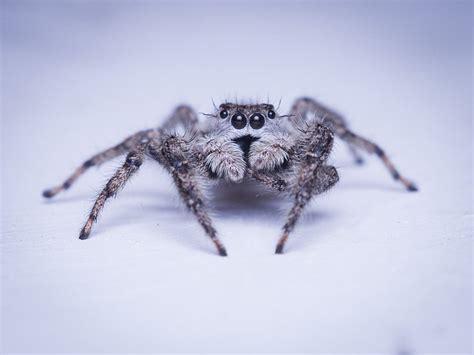 Jumping Spider A Photo On Flickriver