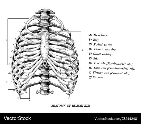 Ribs Anatomy Types Ossification Clinical Significance