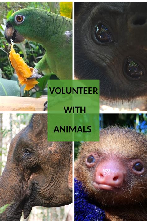 Volunteer Abroad With Animals Volunteering With Animals Volunteer