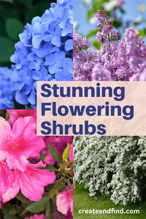 List Of Stunning Flowering Shrubs Artofit