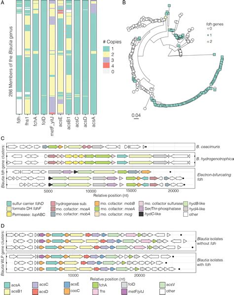 A Functional Woodljungdahl Pathway Devoid Of A Formate Dehydrogenase