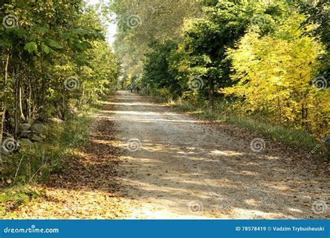 Road In The Woods Stock Image Image Of Environment Colorful 78578419