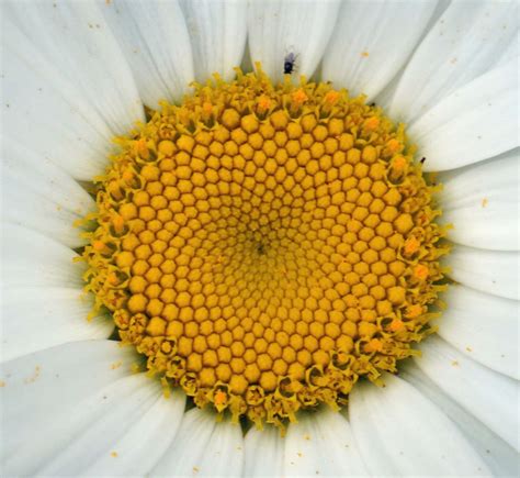 Inside Of A Daisy Smithsonian Photo Contest Smithsonian Magazine