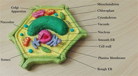 How to make plant cell model – BioMedical Art – The Kid Should See This