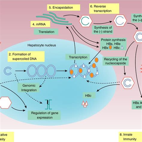 Of The Replication Cycle Of HBV From The Entry Via The NTCP Receptor