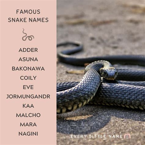 300 Best Snake Names Cute Cool And Hiss Terical Every Little Name