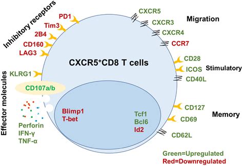 Frontiers Role Of Cxcr5 Cd8 T Cells In Human Immunodeficiency Virus