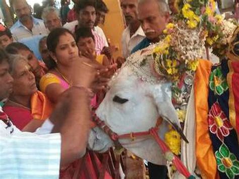 Temple Where Bulls And Cows Alone Are Worshipped Reason Will Shock You