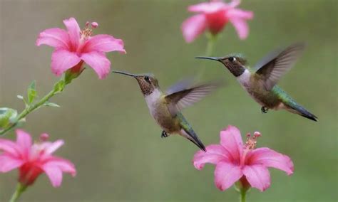 La Relaci N De Las Aves Con Las Plantas Alimenticias