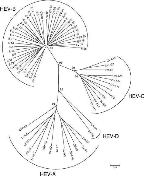 Phylogenetic Tree Depicting The Relationships Among The 68 Prototype