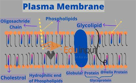 Fluid Mosaic Model Structure Of Plasma Membrane