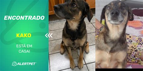 Cachorro Encontrado São Paulo SP Kako AlertPet