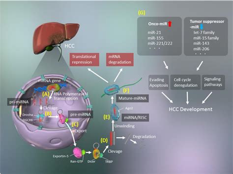 Figure From Micrornas In The Pathogenesis Of Hepatocellular Carcinoma