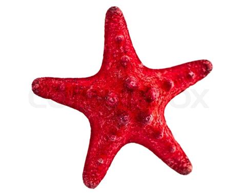 Starfish Stock Photo Colourbox