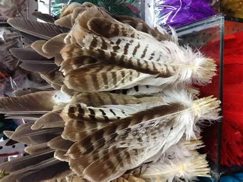 Wholesale perfect 52pcs Rare high quality natural Owl tail feathers 10 ...