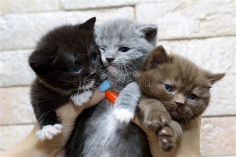 A Bouquet Of Three Multicolored Scottish Kittens Stock Photo Image Of