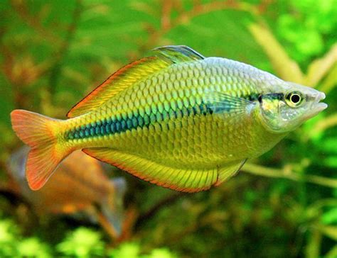 Beautiful Yellow Rainbow Goodjoseph Live Fish Store ⭐⭐⭐⭐⭐