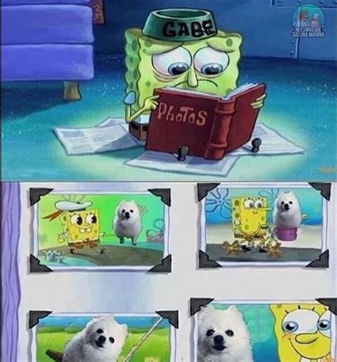 Gabe The Dog Will Be Missed ;( : r/memes