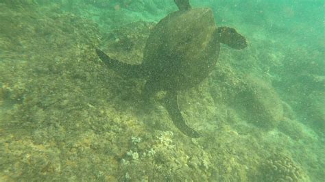 Snorkeling With Sea Turtles In Maui Youtube