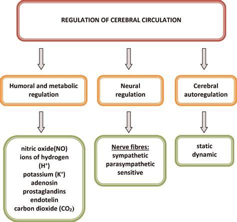 Brief outline of the regulation of cerebral circulation. | Download ...