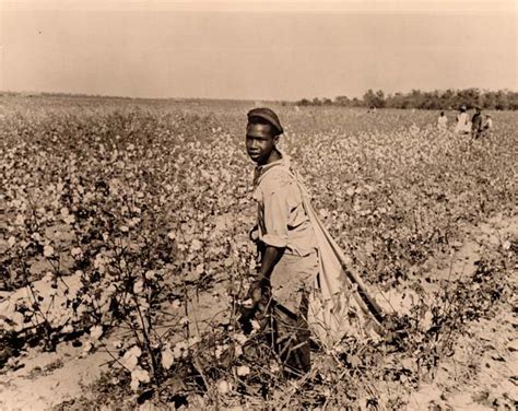 picking cotton ogden museum  southern art