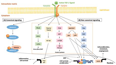 JCM Free Full Text Stromal Modulators of TGF β in Cancer