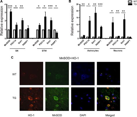 Oxidative Stress In Gfap Hmox1 Mice A B Gene Expression Profiles Download Scientific