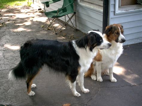 English Shepherd Dogs Near The House Photo And Wallpaper Beautiful