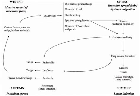 Cycle Of Disease Of Pseudomonas Syringae Pv Actinidiae On Actinidia