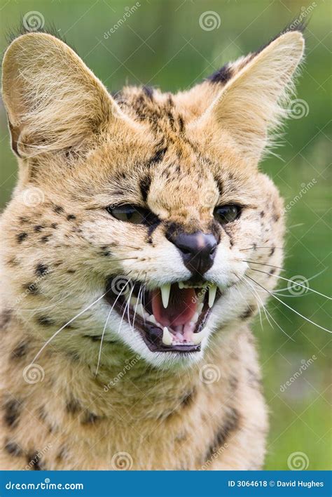 Gato Do Serval Que Snarling Foto De Stock Imagem De Gato Intenso