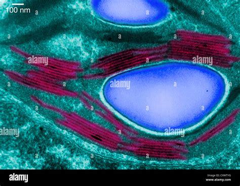 Chloroplast Tem Hi Res Stock Photography And Images Alamy