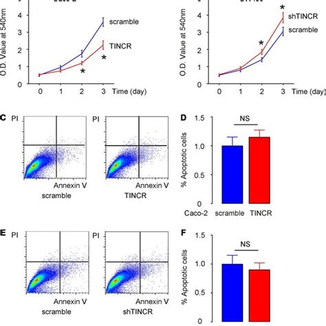 Suppression Of TINCR Promotes CRC Cell Growth In Vitro Without