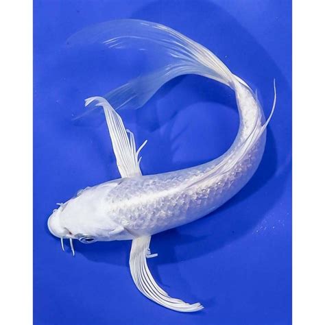 Imported Gin Rin Platinum Ogon Butterfly Koi Koi Fish For Sale