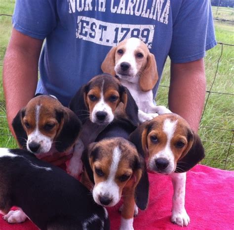 Akc Beagle Puppies 10 Wks Old Beagle Puppy Beagle Puppies