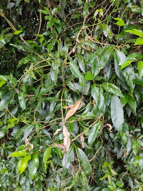 Common Silkpod From Bunya Mountains Qld Australia On March