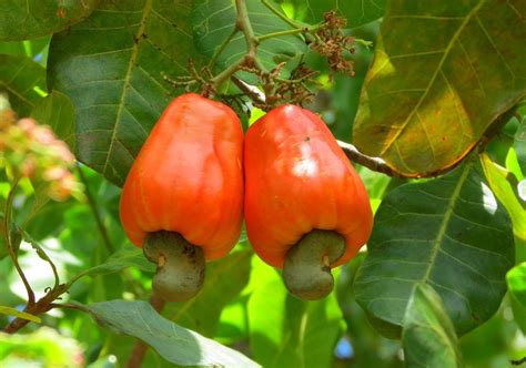 VasuWorld Cashew Nut Kaju Tree Seeds Multicolour Amazon In Garden