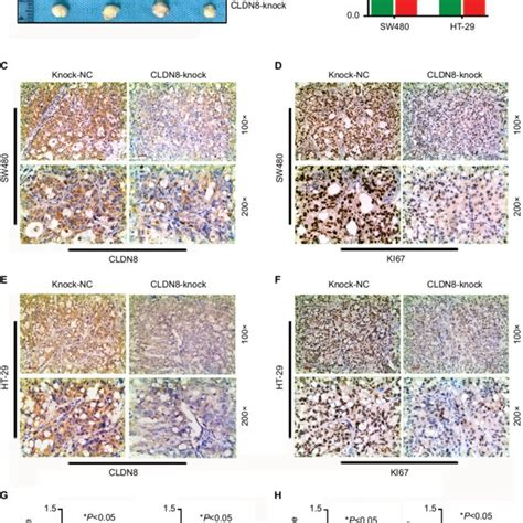 Knockdown Of Cldn8 Expression Inhibits Mapkerk Signaling Pathway In