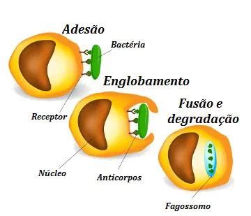 Solved Na hemólise intensa ocorre fagocitose pelo sistema